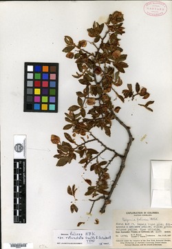 Begonia foliosa image
