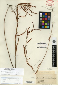 Chamaecrista simplex image