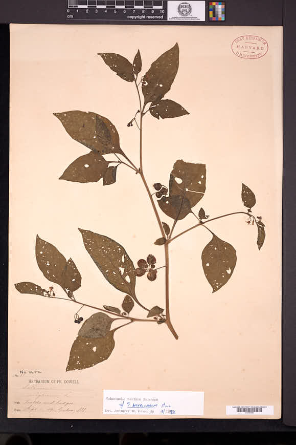 Solanum emulans image