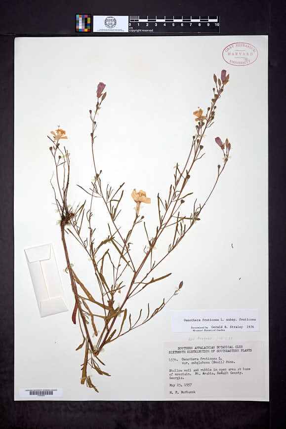 Oenothera fruticosa var. subglobosa image