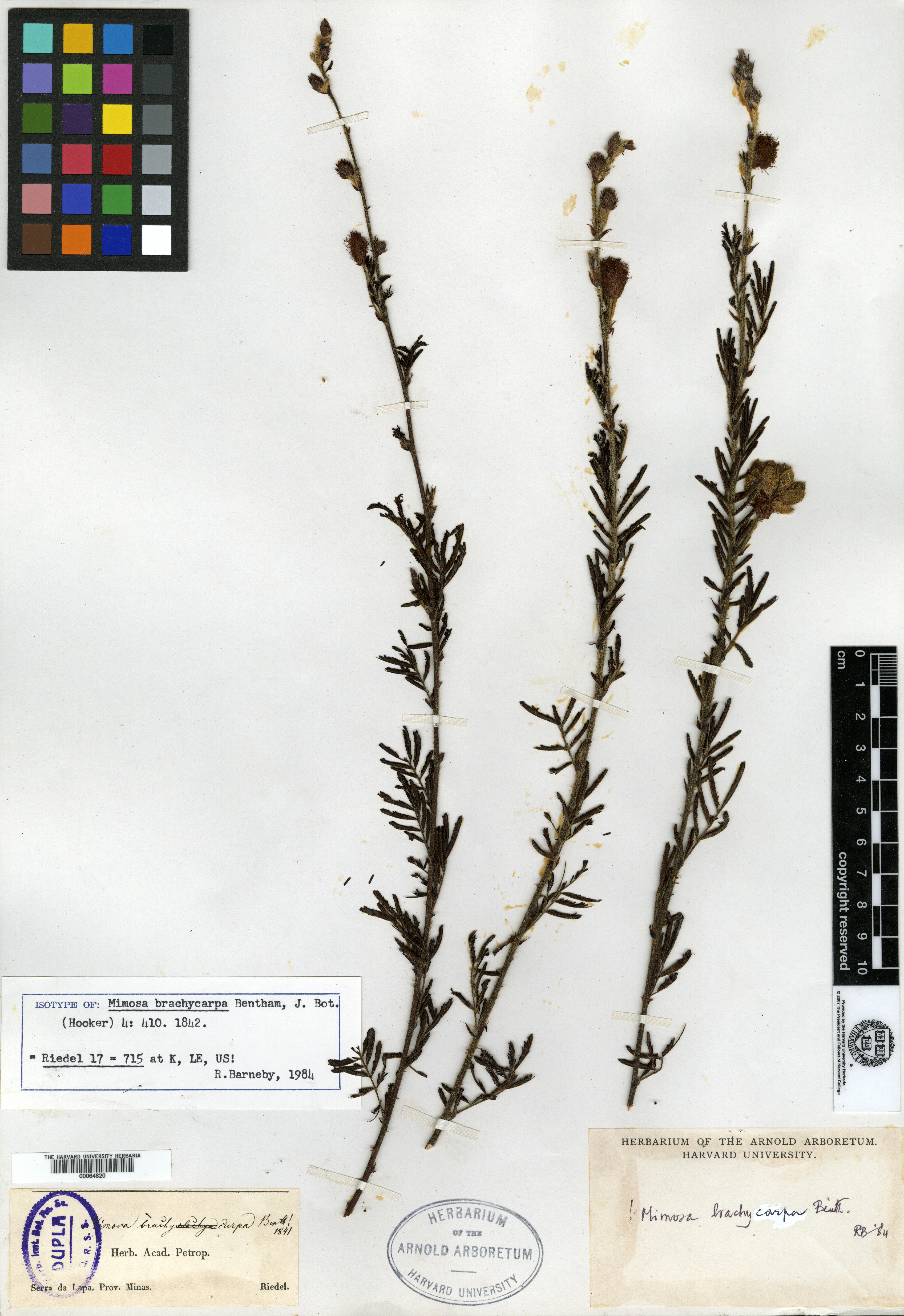 Mimosa brachycarpa image