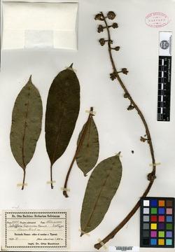 Schefflera tipuanica image