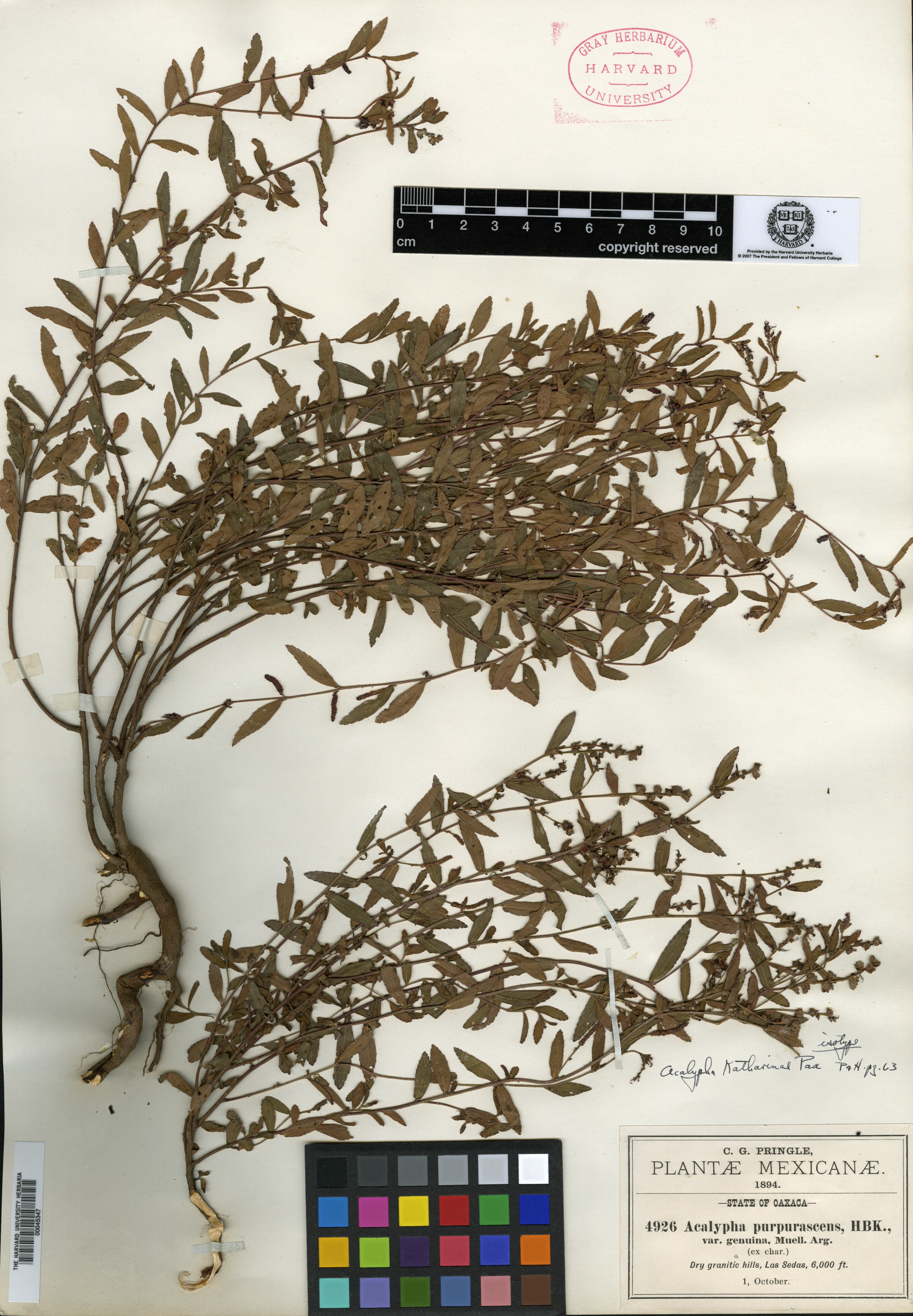 Acalypha katharinae image