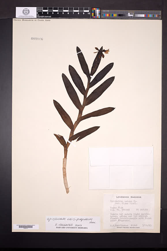 Epidendrum viridipurpureum image