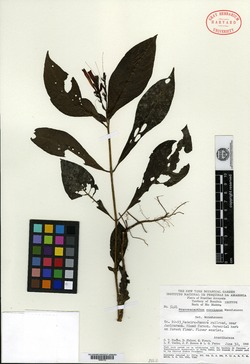 Pranceacanthus coccineus image