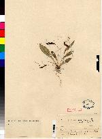 Maxillaria albata image