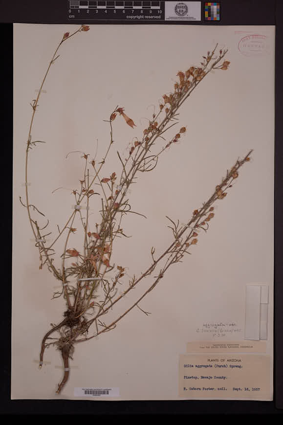 Ipomopsis aggregata subsp. formosissima image