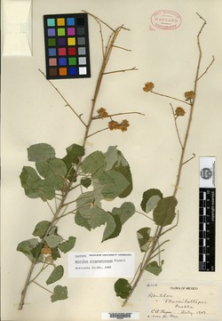 Abutilon straminicarpum image