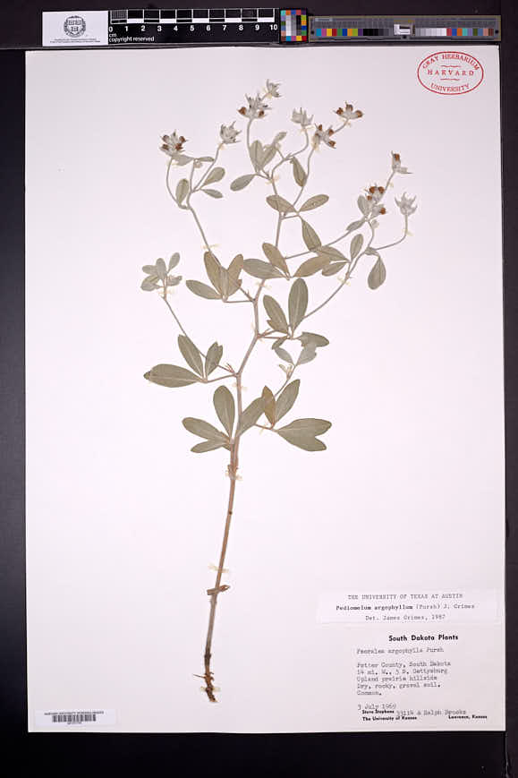 Pediomelum argophyllum image