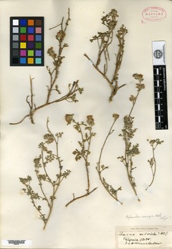 Sphaeralcea crispa image