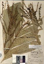 Geonoma pinnatifrons subsp. martinicensis image