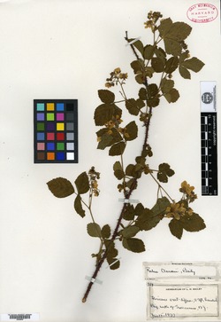 Rubus clausenii image
