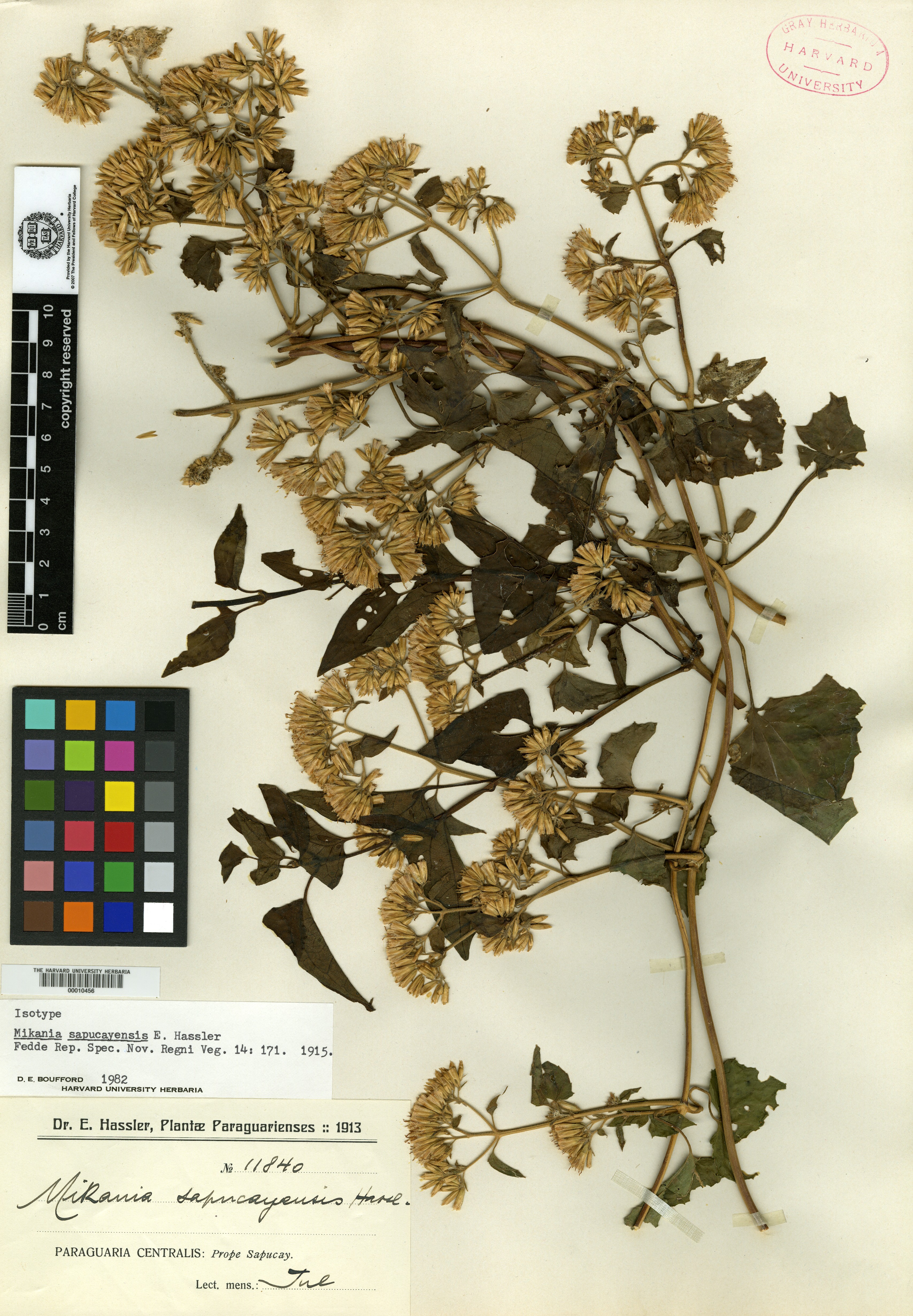 Mikania variifolia image