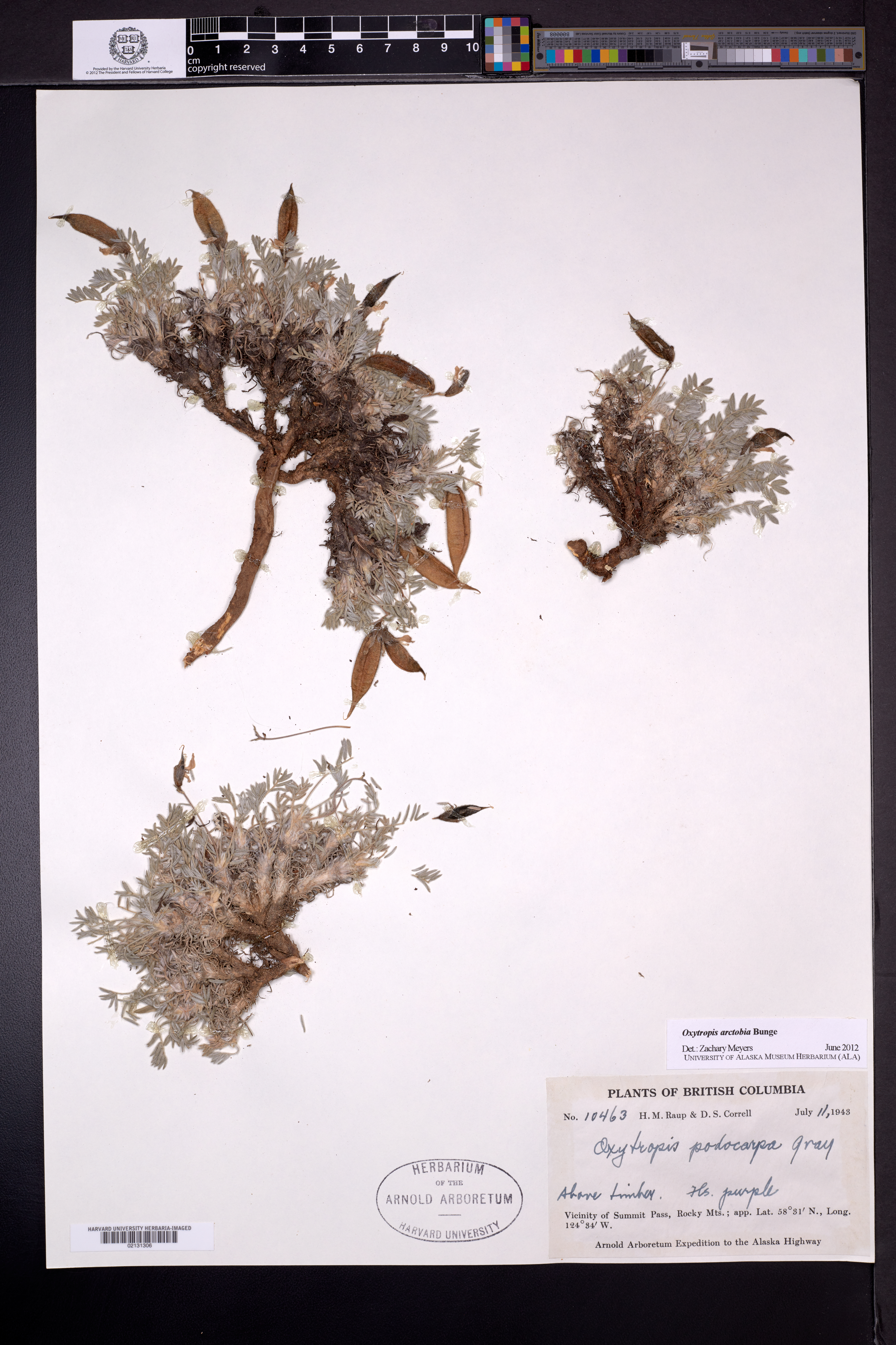 Oxytropis nigrescens var. uniflora image