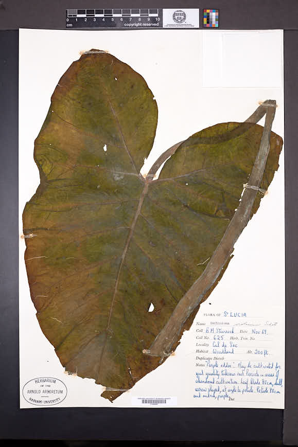 Xanthosoma violaceum image