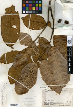 Ormosia larecajana image