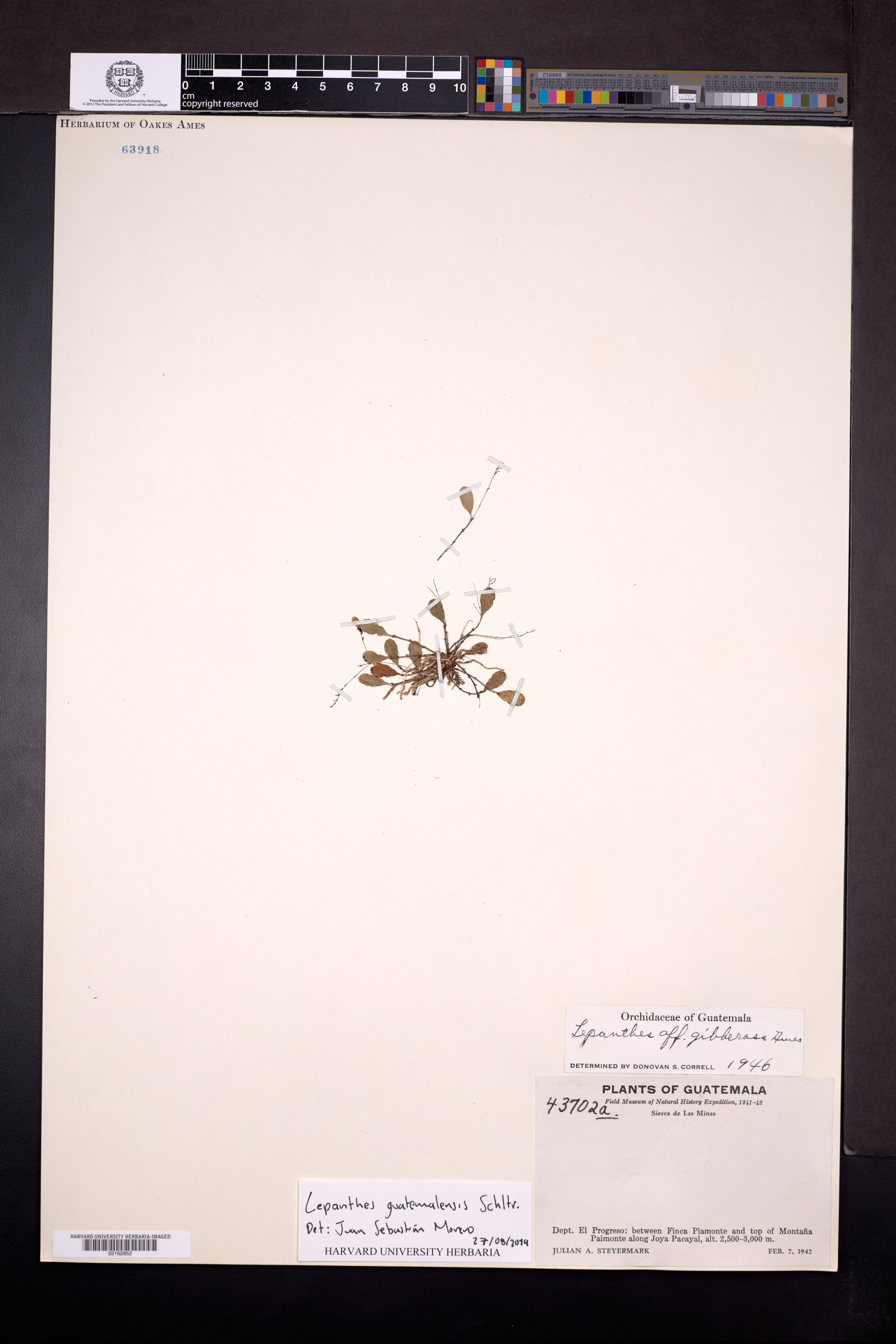 Lepanthes guatemalensis image