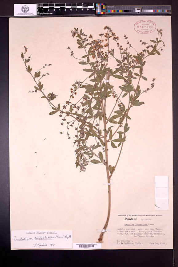 Ladeania lanceolata image