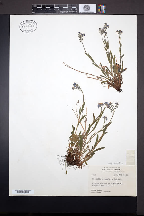 Myosotis alpestris subsp. asiatica image