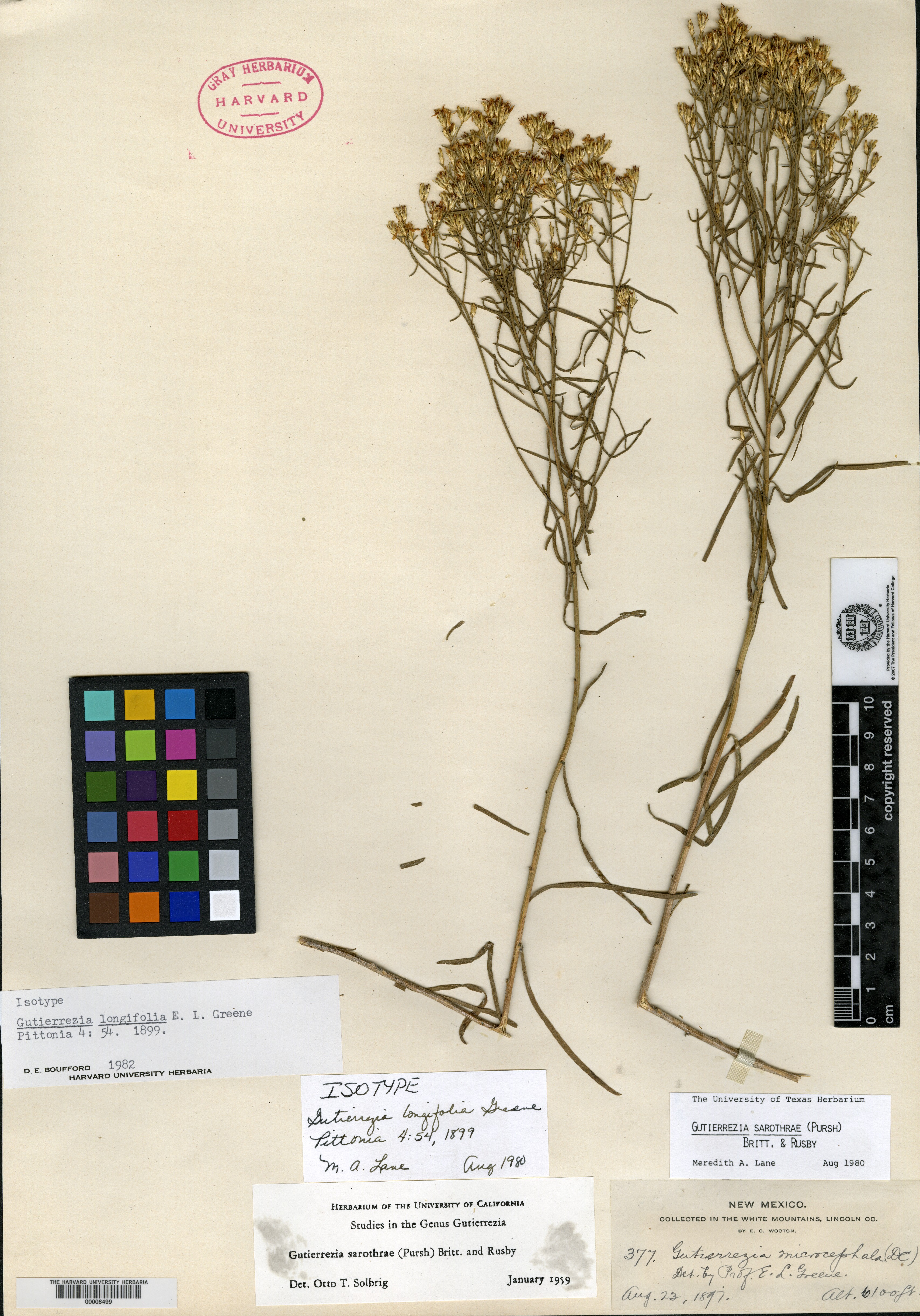 Gutierrezia longifolia image