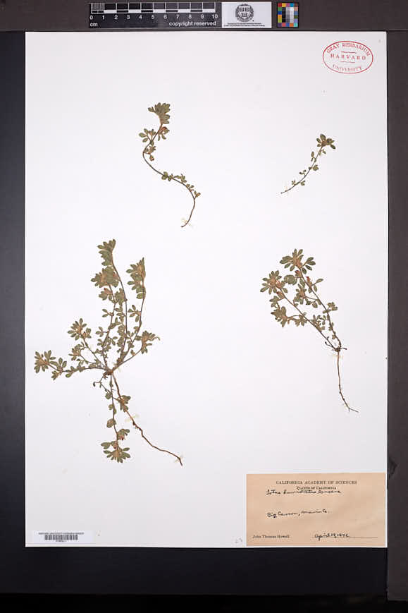 Acmispon brachycarpus image