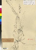 Maxillaria nasuta image