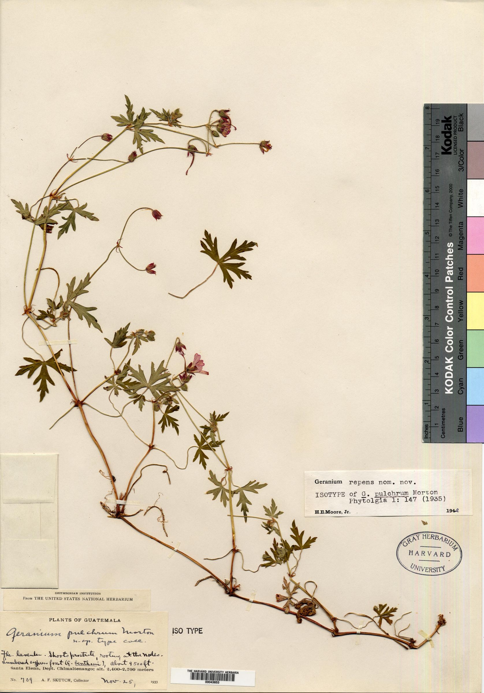Geranium pulchrum image