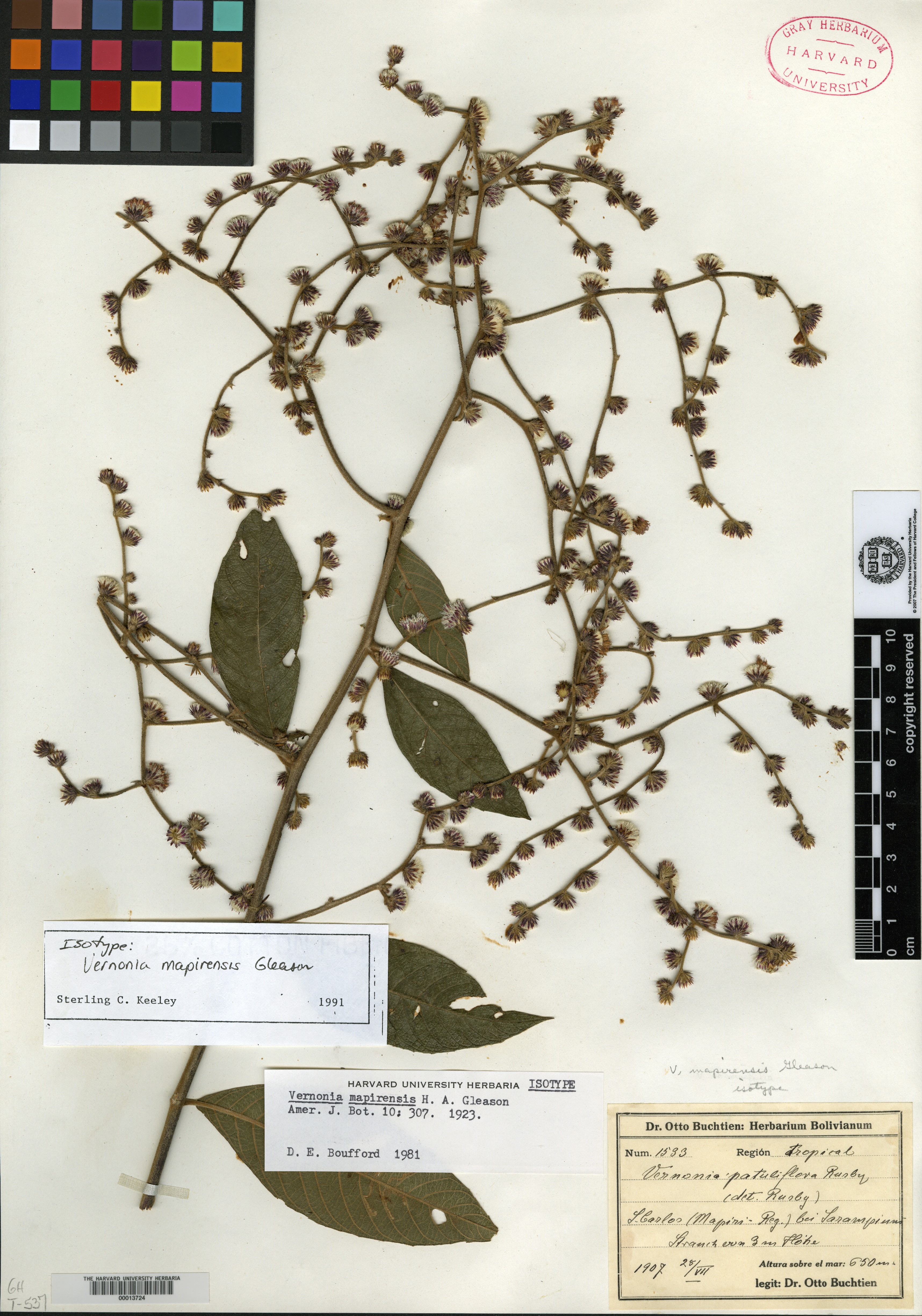 Vernonia mapirensis image
