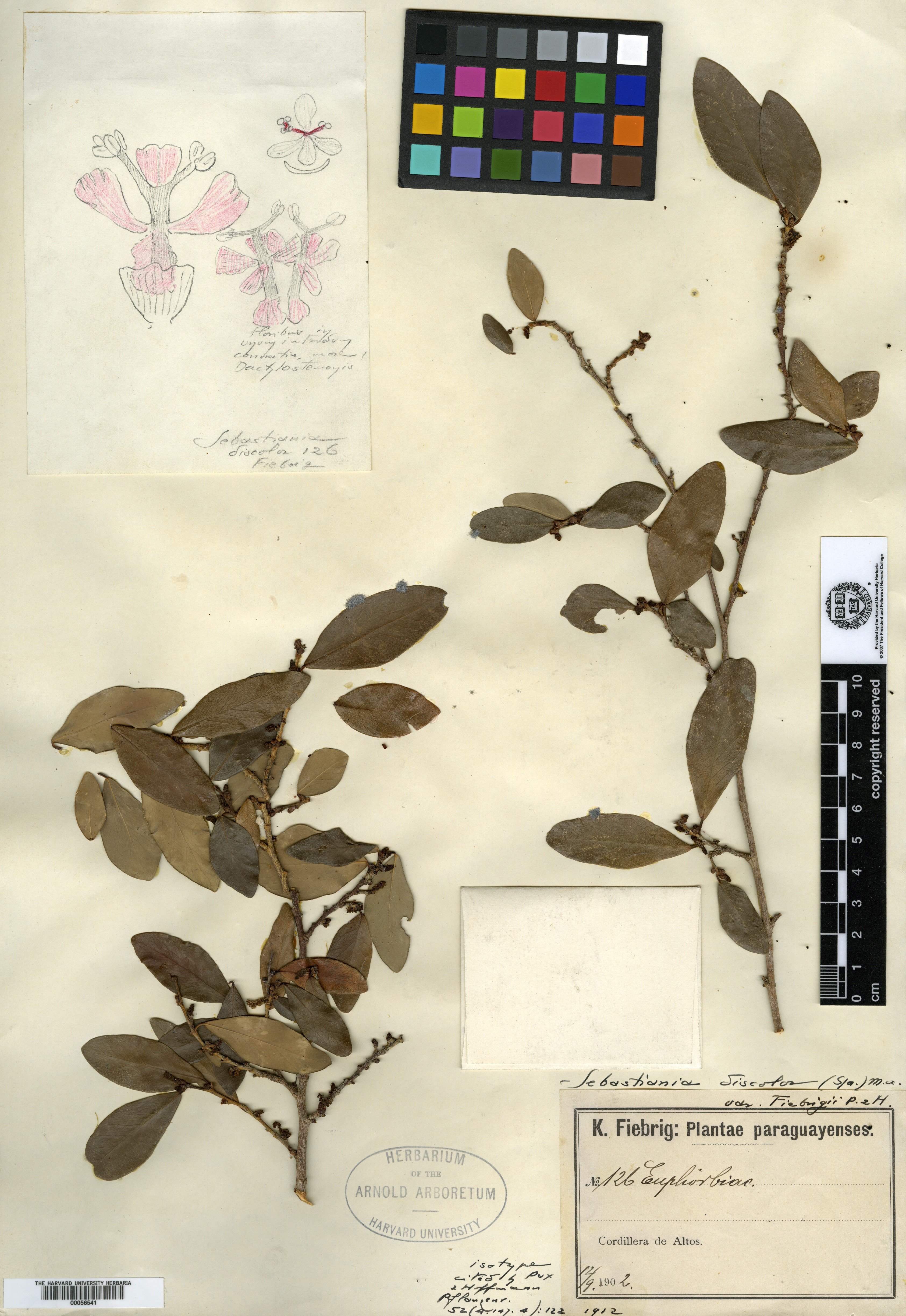 Bonania myricifolia image