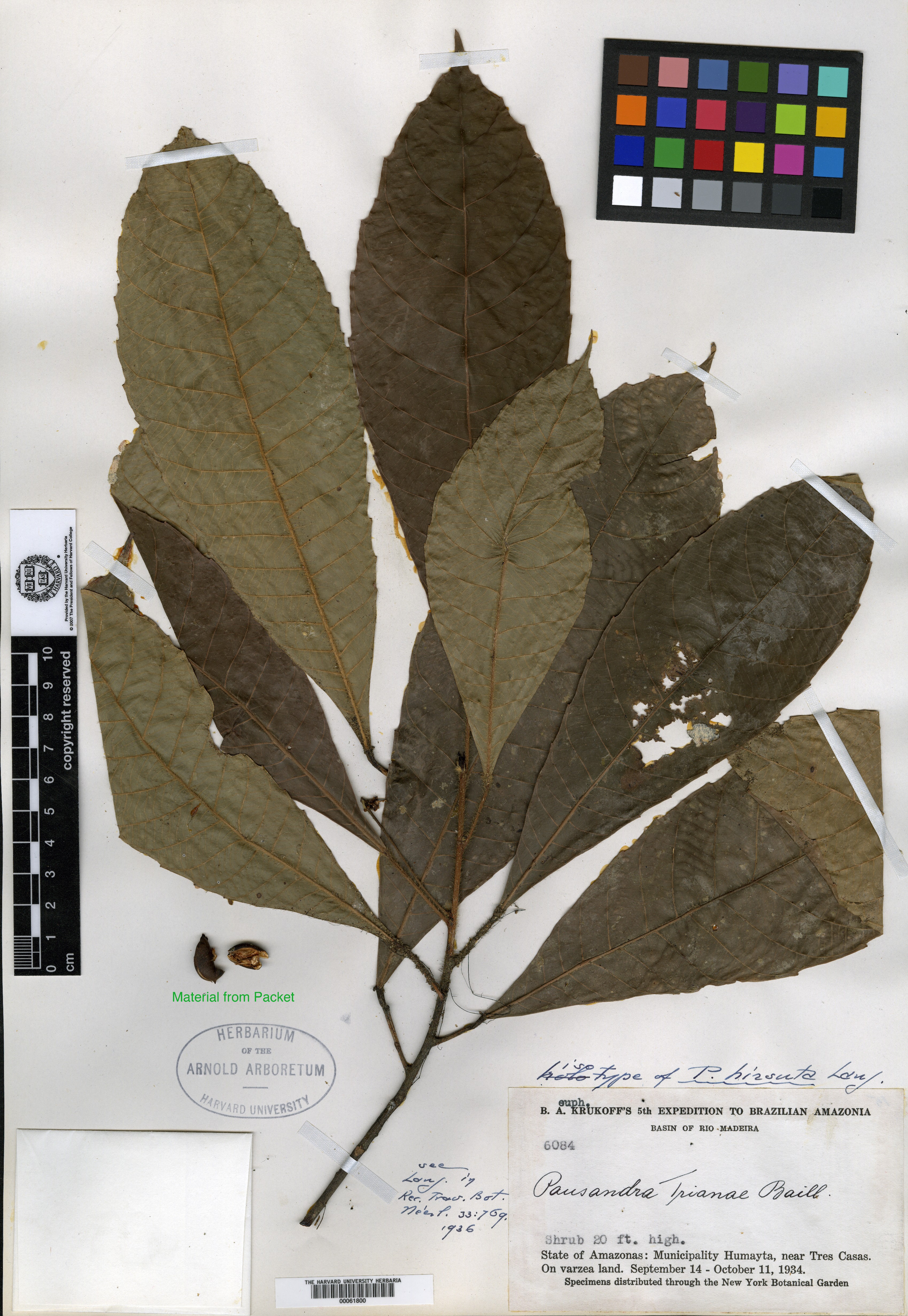 Euphorbia finkii image
