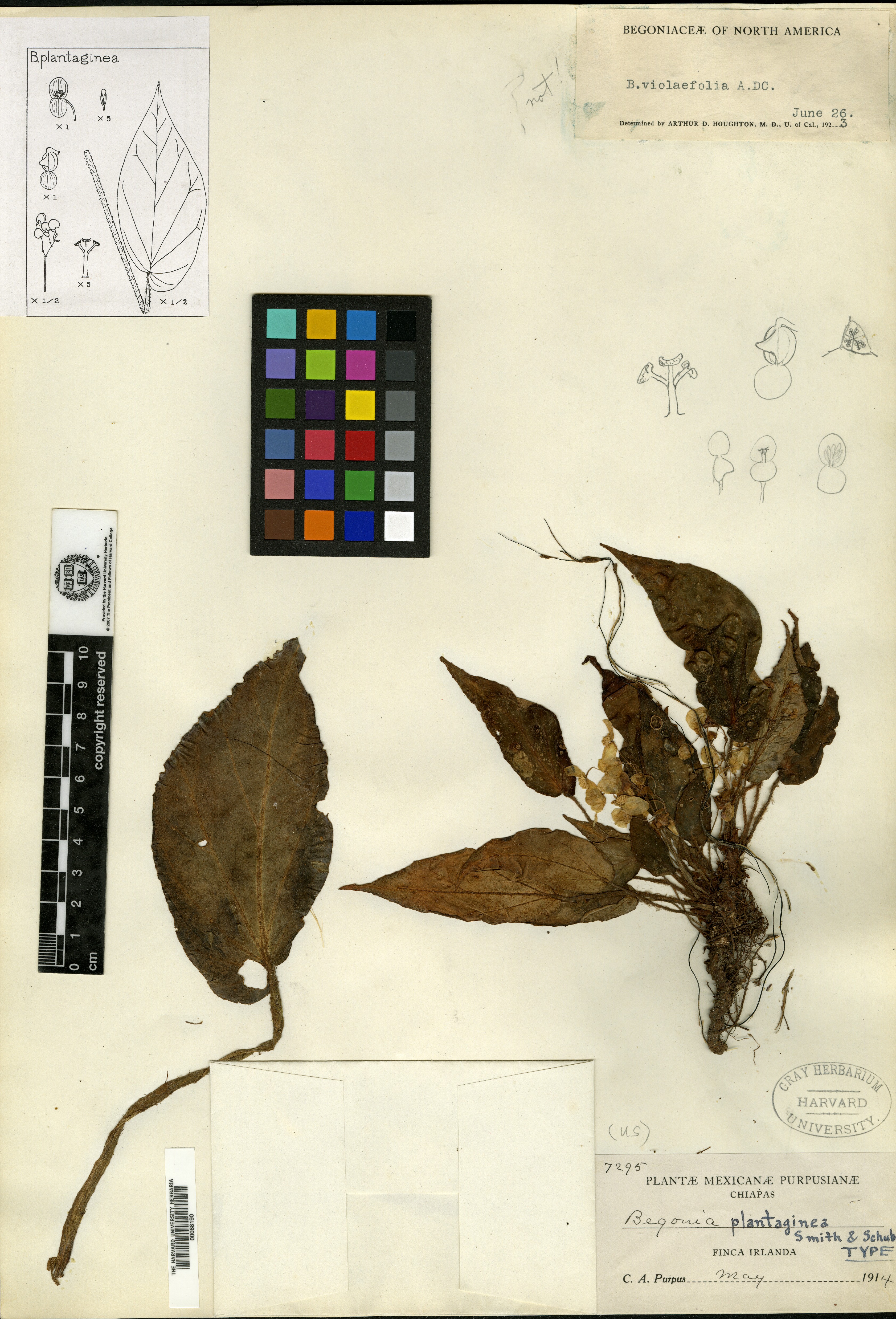 Begonia plantaginea image