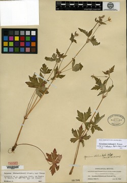 Geranium albidum image