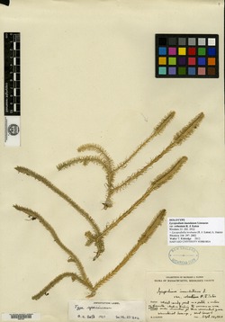 Lycopodiella robusta image
