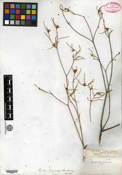 Croton caracasanus image