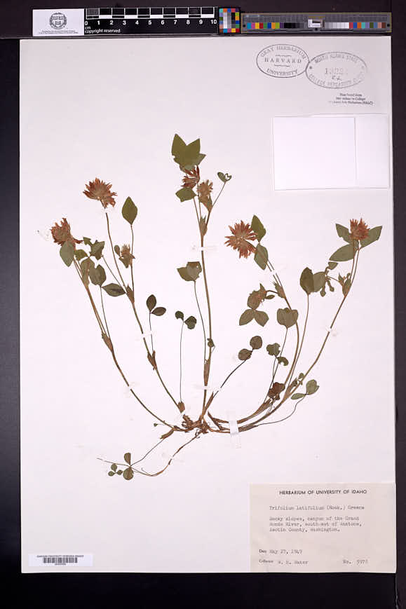 Trifolium latifolium image