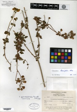 Calceolaria lamiifolia image