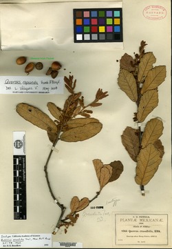 Quercus revoluta image