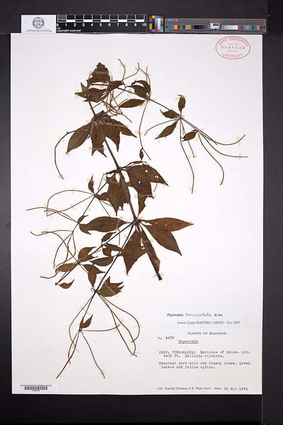 Peperomia lanceolata image