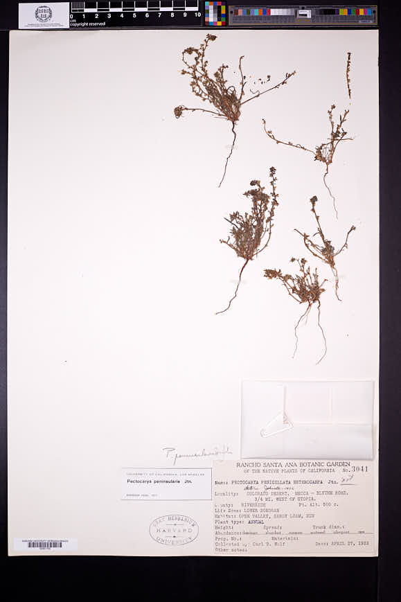 Pectocarya peninsularis image