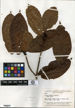 Ficus krukovii image