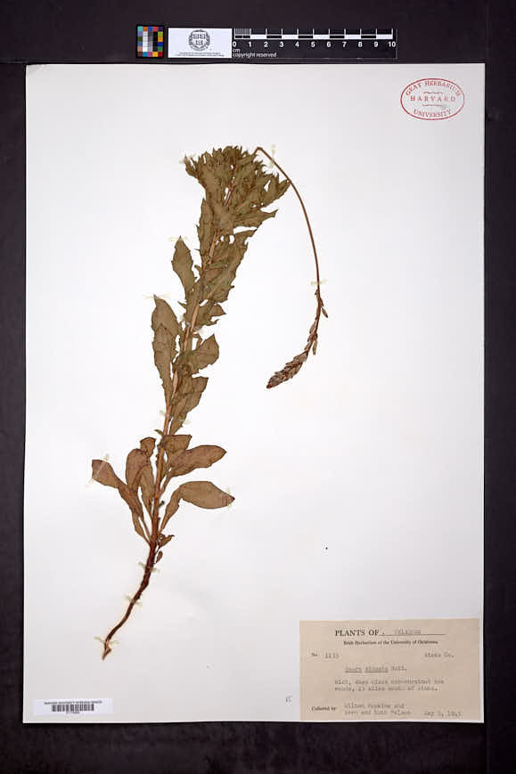Oenothera sinuosa image