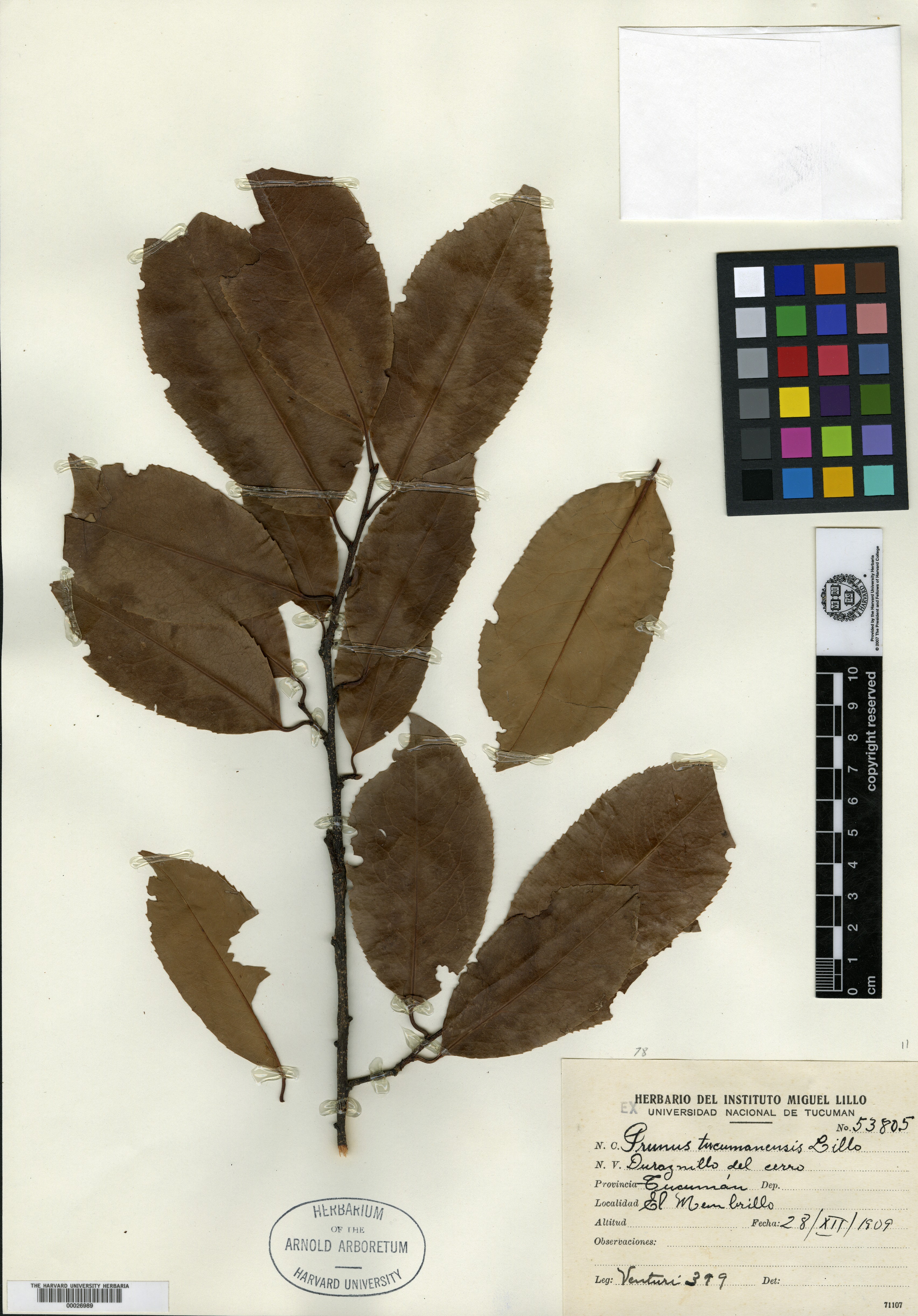 Prunus tucumanensis image
