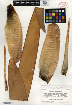 Stegolepis celiae image