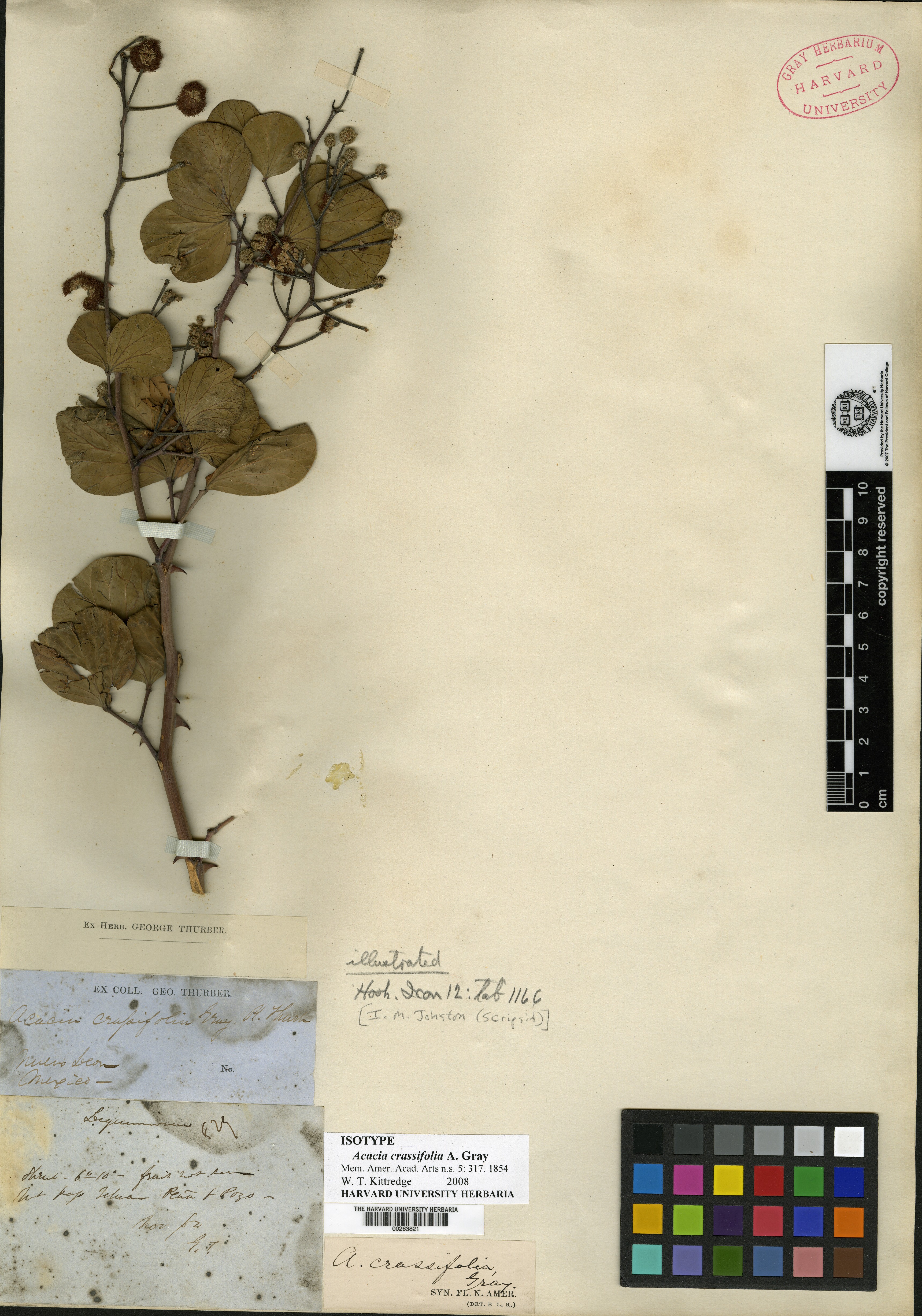 Acacia crassifolia image
