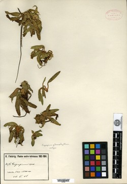 Eryngium glossophyllum image