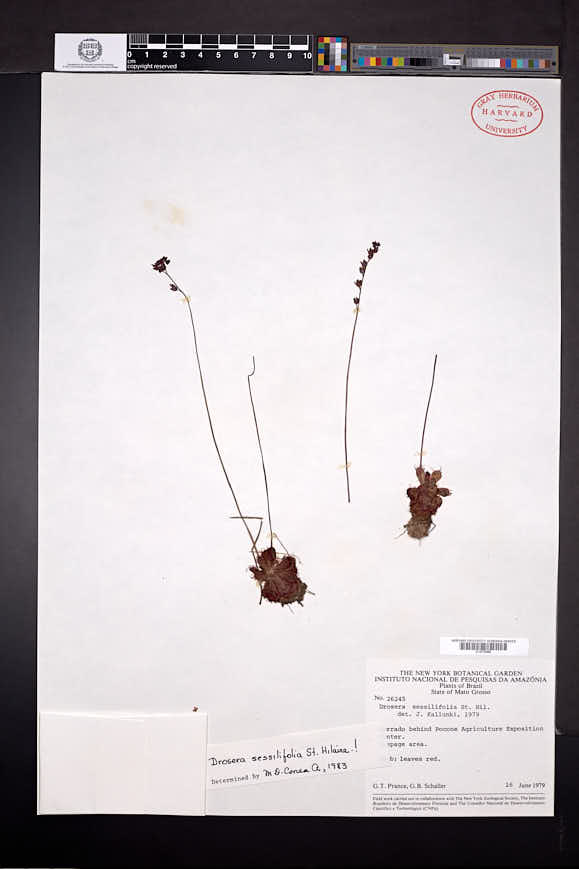 Drosera sessilifolia image