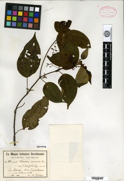 Leandra cornoides image