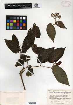 Begonia dugandiana image