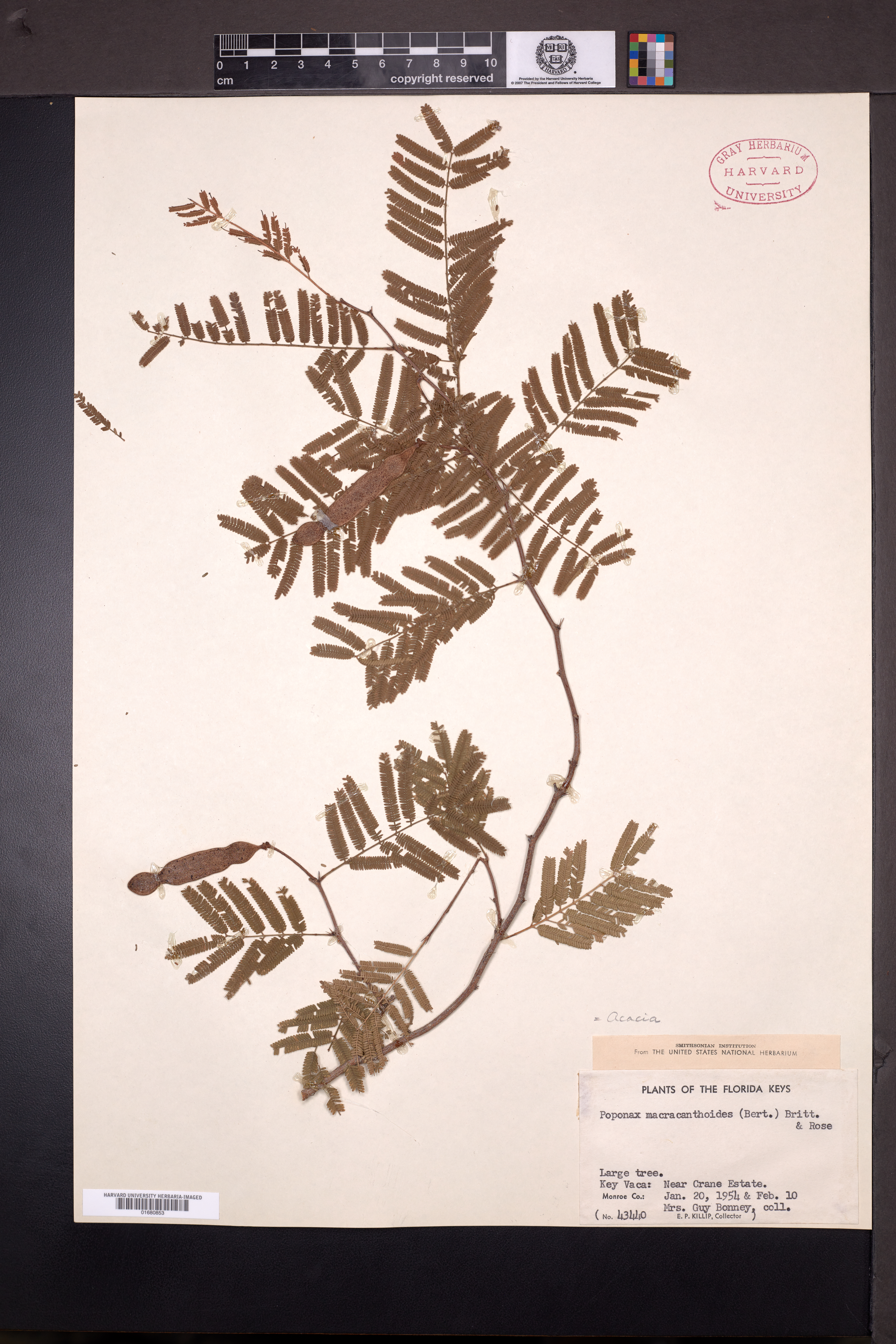 Acacia macracanthoides image