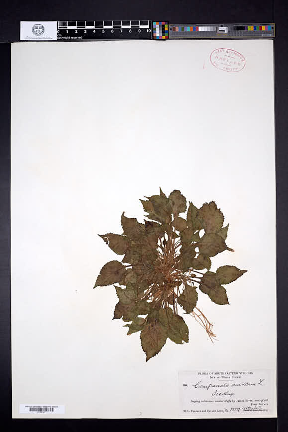 Campanulastrum americanum image